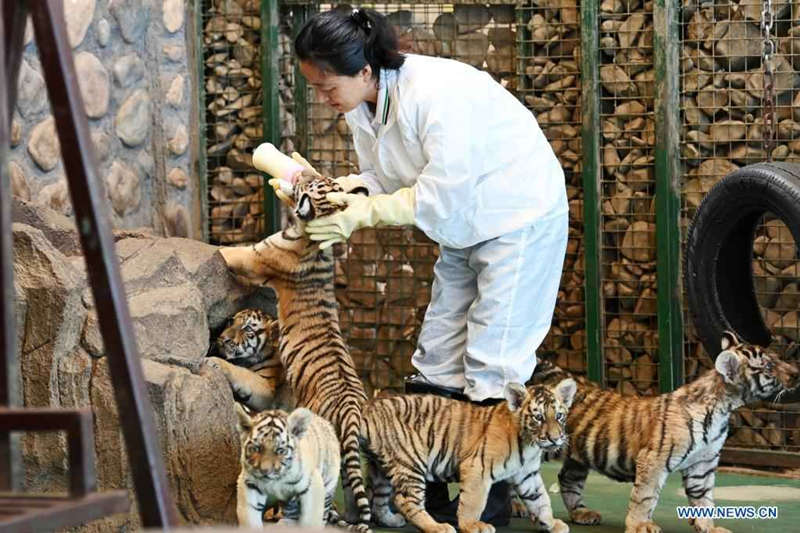 Tigres siberianos a buen recaudo en un parque forestal de Heilongjiang