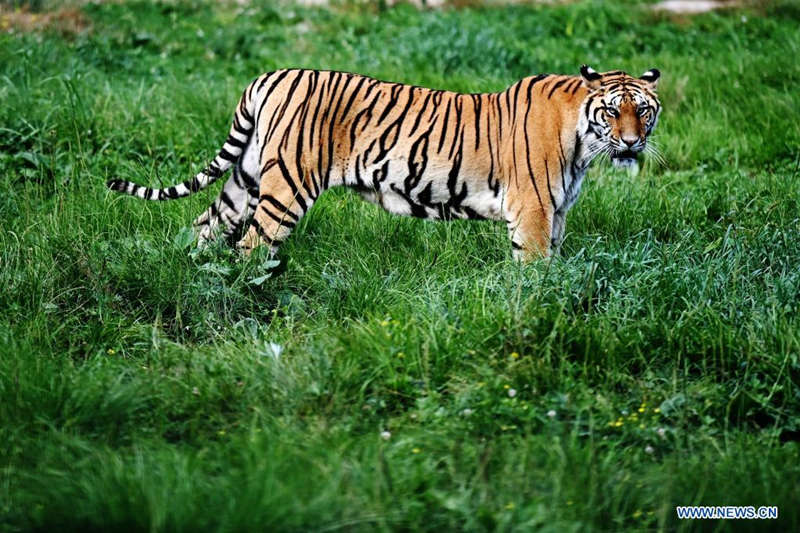 Tigres siberianos a buen recaudo en un parque forestal de Heilongjiang