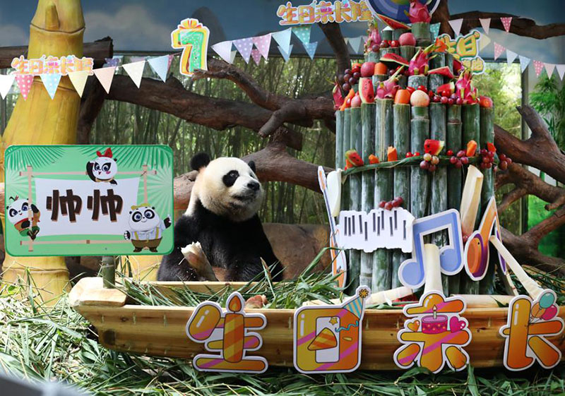 Shuaishuai, uno de los pandas trillizos, celebra el jueves su séptimo cumplea?os en Guangzhou, provincia de Guangdong. [Foto de Zheng Erqi / chinadaily.com.cn]