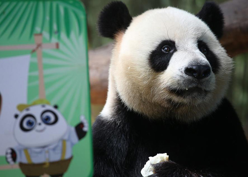 Kuku, uno de los pandas trillizos, celebra el jueves su séptimo cumplea?os en Guangzhou, provincia de Guangdong. [Foto de Zheng Erqi / chinadaily.com.cn]