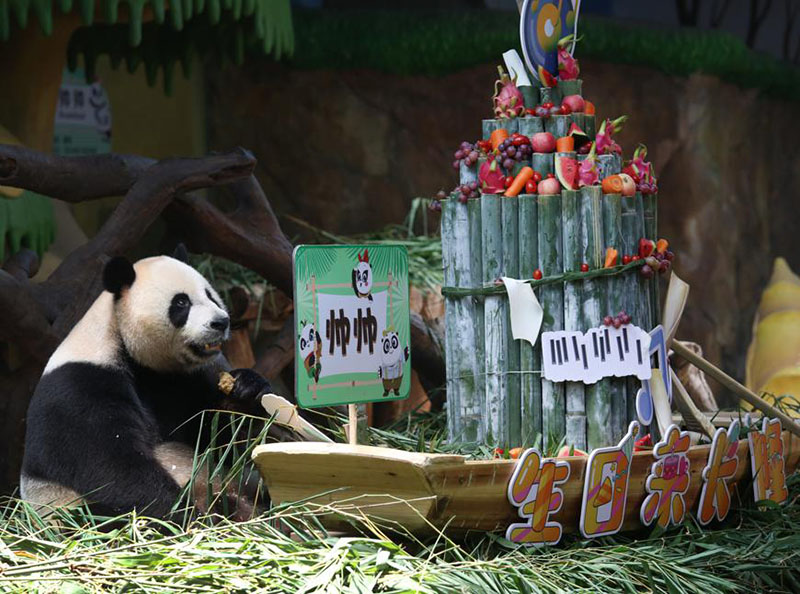 Shuaishuai, uno de los pandas trillizos, celebra el jueves su séptimo cumplea?os en Guangzhou, provincia de Guangdong. [Foto de Zheng Erqi / chinadaily.com.cn]