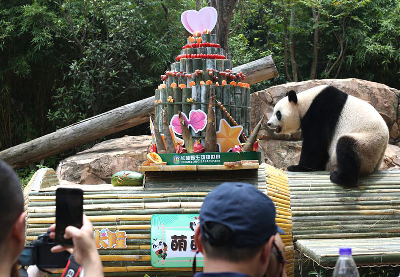 Meng Meng, uno de los pandas trillizos, celebra el jueves su séptimo cumplea?os en Guangzhou, provincia de Guangdong. [Foto de Zheng Erqi / chinadaily.com.cn]