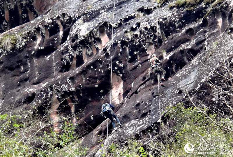 Los aldeanos trepan por un acantilado para recoger Dendrobium candidum. (Captura de pantalla de CCTV News)