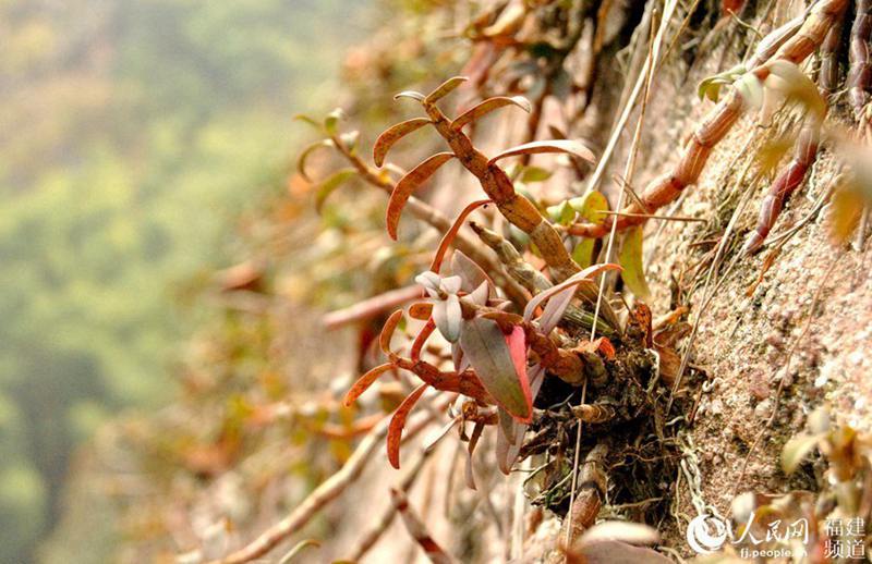 La foto muestra Dendrobium candidum cultivada en un acantilado. (Foto / Pueblo en Línea)