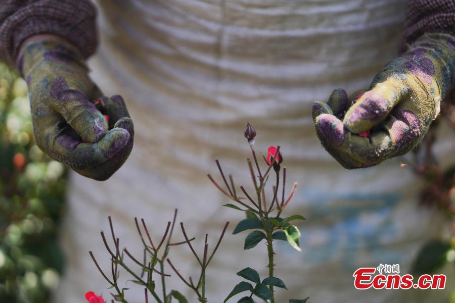 Productores de flores prosperan en Yunnan