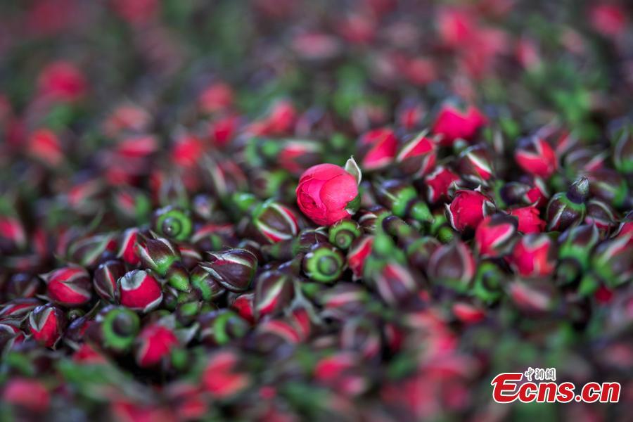 Productores de flores prosperan en Yunnan