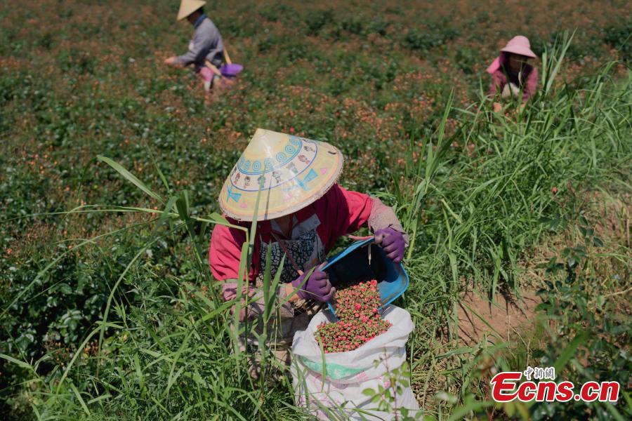 Productores de flores prosperan en Yunnan