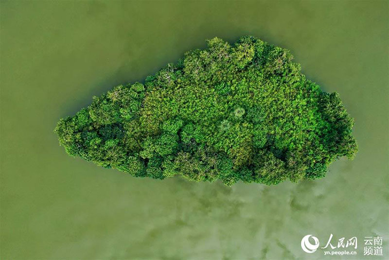 En fotos: un parque en Yunnan se convierte en un paraíso para las aves con una rica biodiversidad