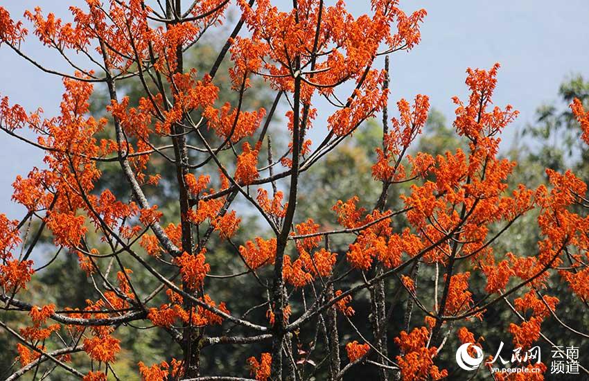 Descubren en Yunnan cuatro comunidades de una planta en peligro de extinción