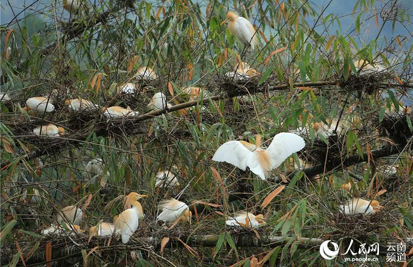 67 tipos de aves acuáticas te ofrecen la bienvenida en Tengchong