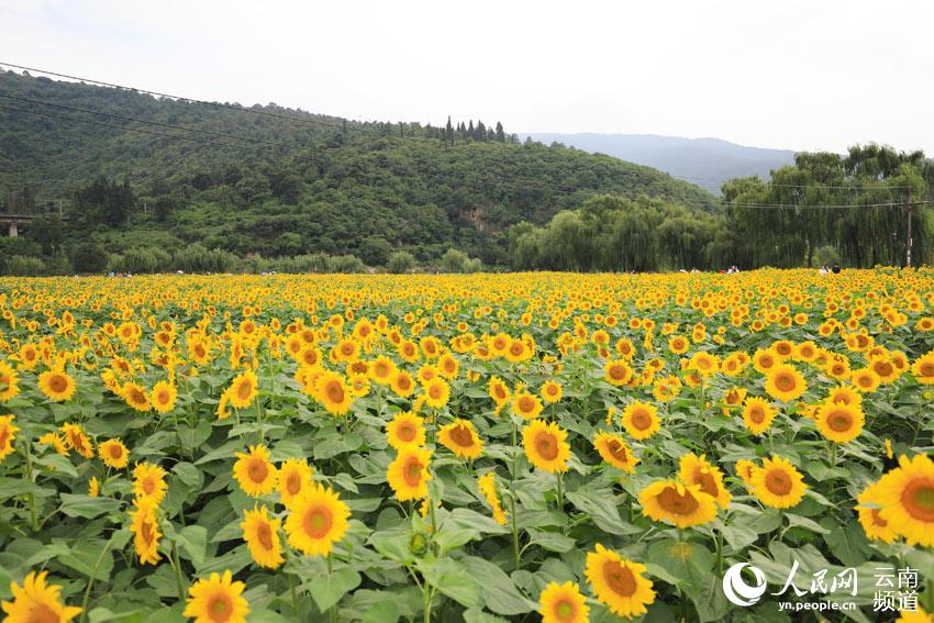 Los girasoles de Yunnan posan para un idílica postal de verano