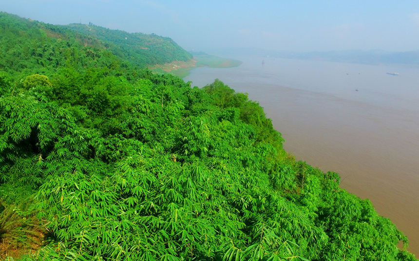 Bosques de bambú en la aldea Zhiping de Chongqing. (Foto: Huang He)