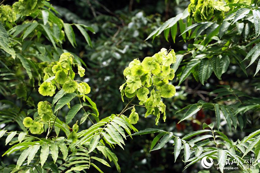 Reserva Natural Nacional de Wenshan: explorando el paraíso en Yunnan