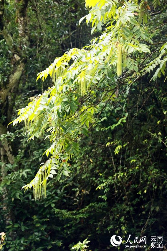 Reserva Natural Nacional de Wenshan: explorando el paraíso en Yunnan