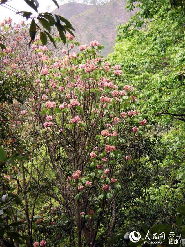 Reserva Natural Nacional de Wenshan: explorando el paraíso en Yunnan