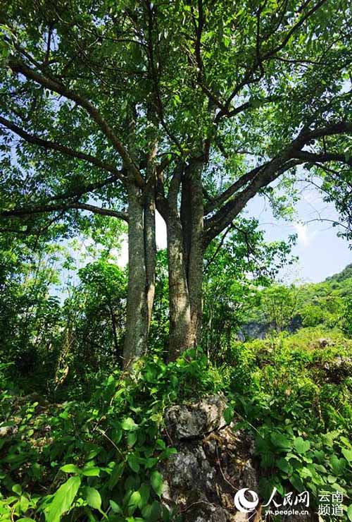 Yunnan: una planta en peligro de extinción se convierte en fuente de ingresos para la región