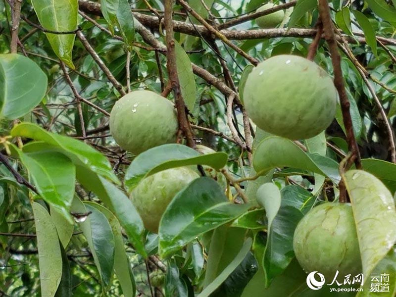 Yunnan: una planta en peligro de extinción se convierte en fuente de ingresos para la región