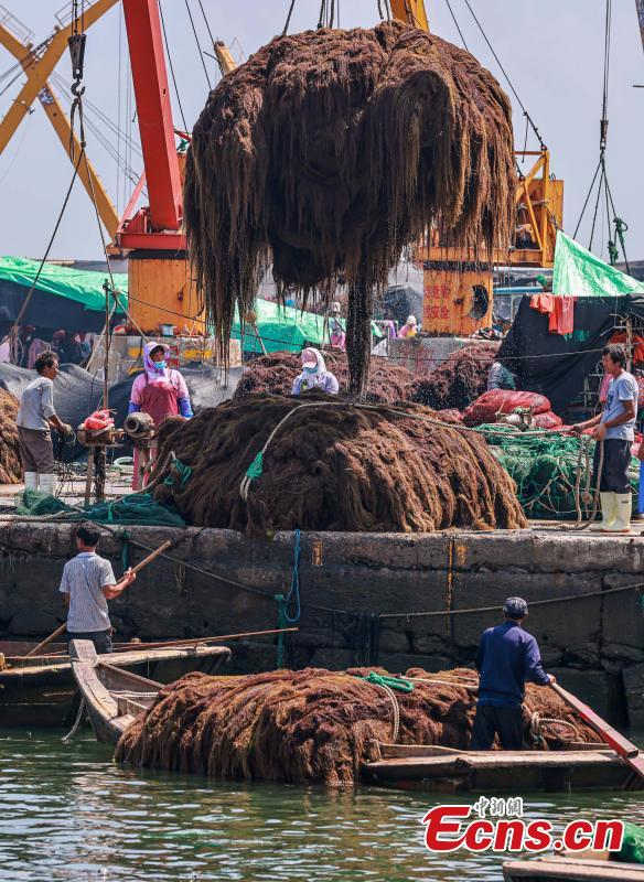 La cosecha del alga Gracilaria promete en Shandong