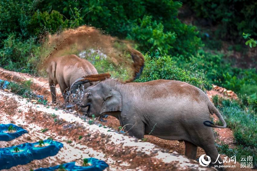 Inolvidables momentos de la caminata de los famosos elefantes asiáticos de Yunnan