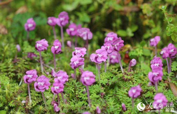 La Pedicularis humilis florece en Yunnan