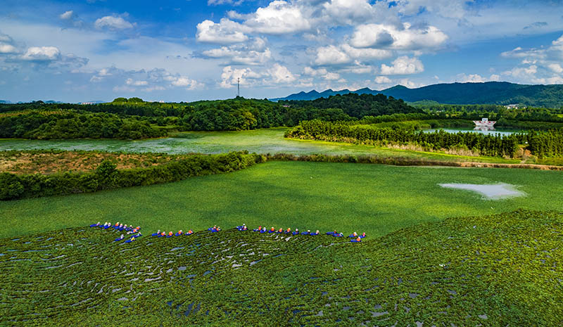 Comienza la temporada de cosecha de casta?as de agua en Jiangxi