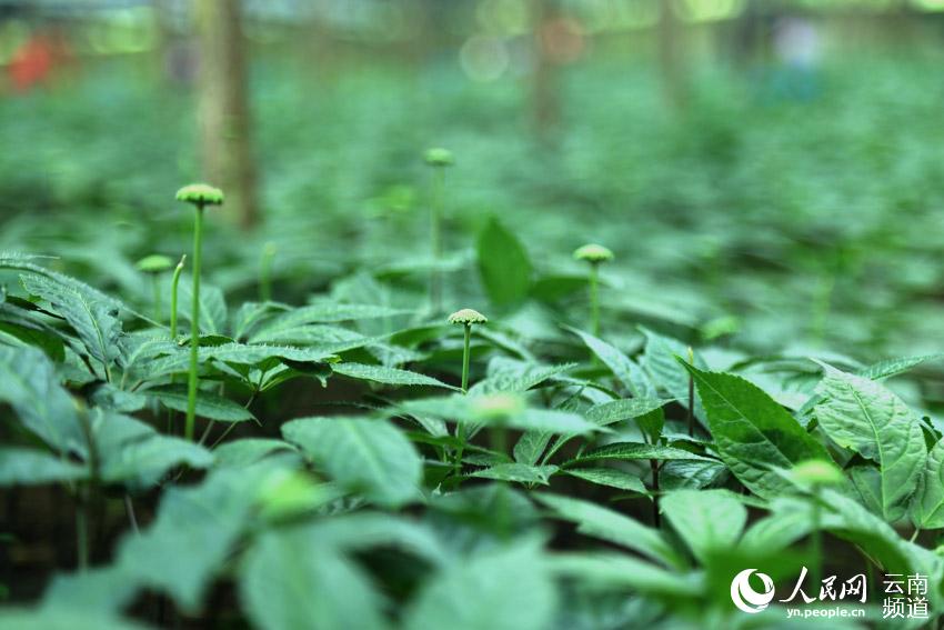 La prefectura de Wenshan en Yunnan avanza en la conservación de una planta endémica