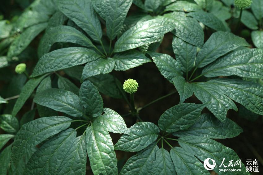 La prefectura de Wenshan en Yunnan avanza en la conservación de una planta endémica