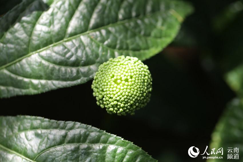 La prefectura de Wenshan en Yunnan avanza en la conservación de una planta endémica