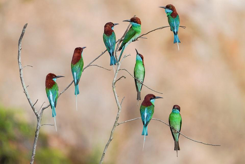 Los abejarucos de garganta azul, un ave rara vez vista en China, anidan en el condado Wuping, provincia de Fujian. [Foto de Li Guochao / para chinadaily.com.cn]