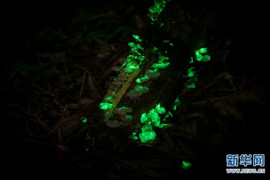 Los extra?os hongos bioluminiscentes emiten una fluorescencia verdosa por la noche en el Jardín Botánico Tropical de Xishuangbanna, provincia de Yunnan. (Foto / Xinhua)