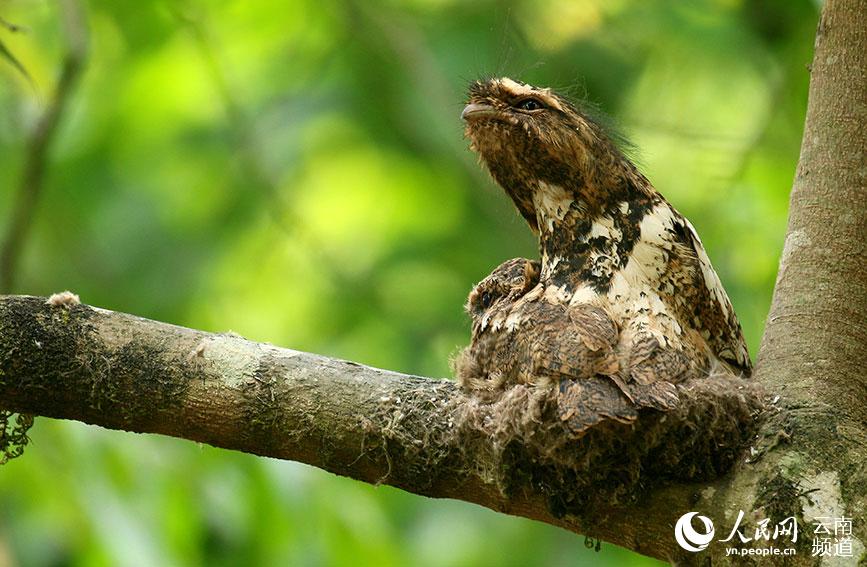 Reserva Natural de Tongbiguan en Yunnan: un ecosistema bien conservado para las aves