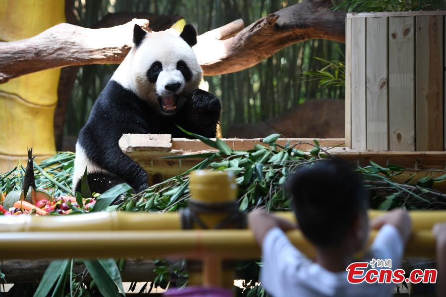 Los trillizos de pandas gigantes comen pasteles de luna para celebrar el Festival del Medio Oto?o