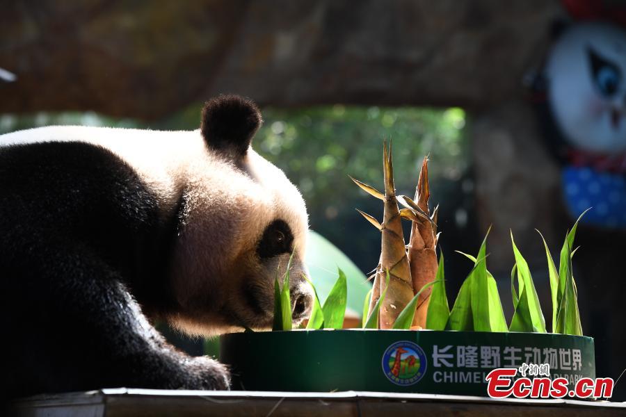 Los trillizos de pandas gigantes comen pasteles de luna para celebrar el Festival del Medio Oto?o