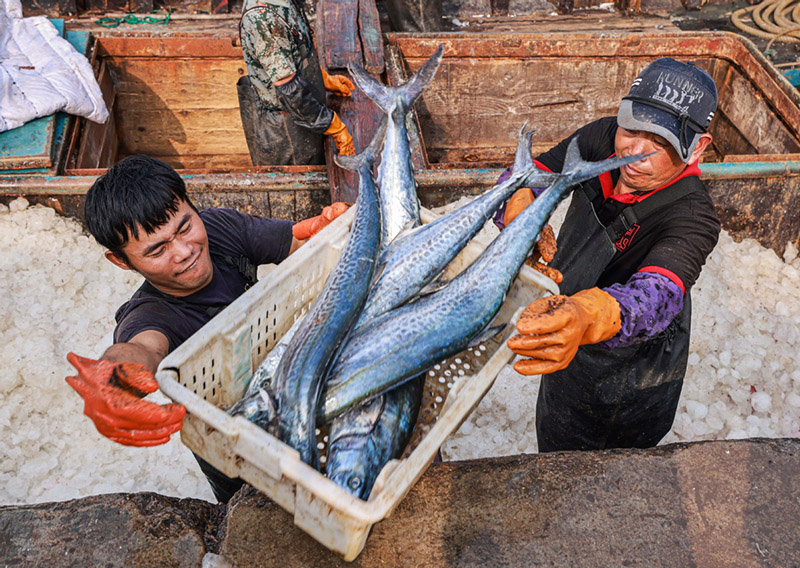 Pescadores del puerto de Shidao en Rongcheng, Weihai, provincia de Shandong, descargan caballa espa?ola fresca, 12 de septiembre del 2021. [Foto: proporcionada a China Daily]