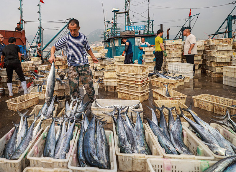 Pescadores del puerto de Shidao en Rongcheng, Weihai, provincia de Shandong, descargan caballa espa?ola fresca, 12 de septiembre del 2021. [Foto: proporcionada a China Daily]