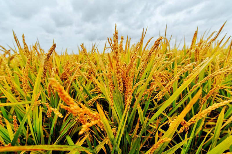 Gran cosecha de arroz entusiasma a los agricultores de Heilongjiang