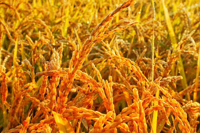 Gran cosecha de arroz entusiasma a los agricultores de Heilongjiang