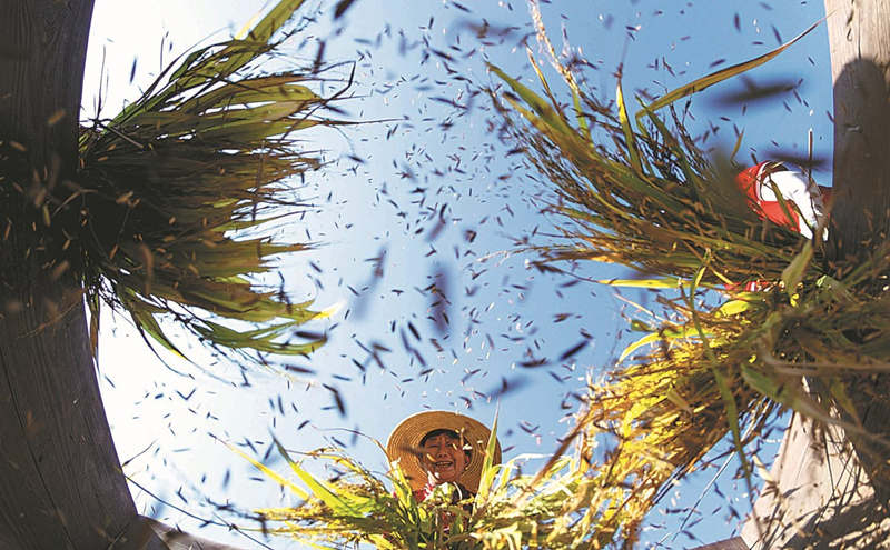 Agricultor utiliza un método tradicional para trillar arroz en un campo en Zigui, provincia de Hubei. (Foto: Mei Xuefei/ Xinhua)