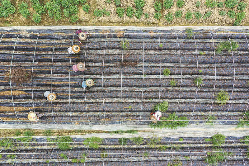 Agricultores del condado de Fenghuang, provincia de Hunan. (Foto: Liu Zhenjun/ China Daily)