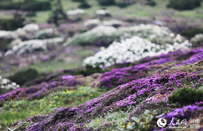 La foto muestra flores de azalea floreciendo en la Reserva Natural Nacional de Jiaozishan en la provincia de Yunnan, suroeste de China. (Foto / Guo Minghai)