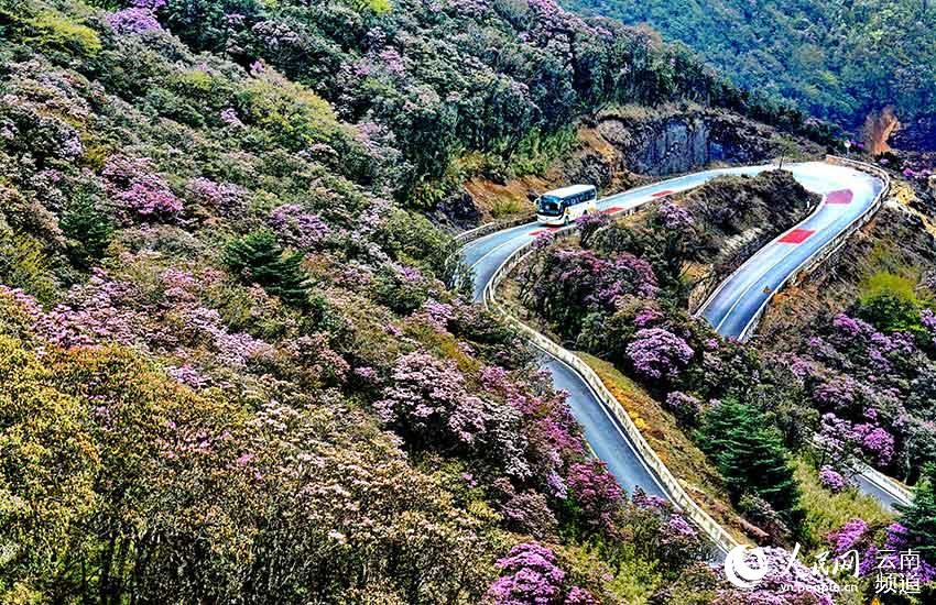 La foto muestra flores de azalea floreciendo en la Reserva Natural Nacional de Jiaozishan en la provincia de Yunnan, suroeste de China. (Foto / Guo Minghai)