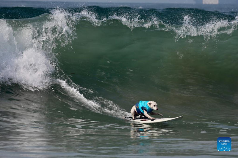 Surf City Surf Dog remonta olas en California, EE. UU.