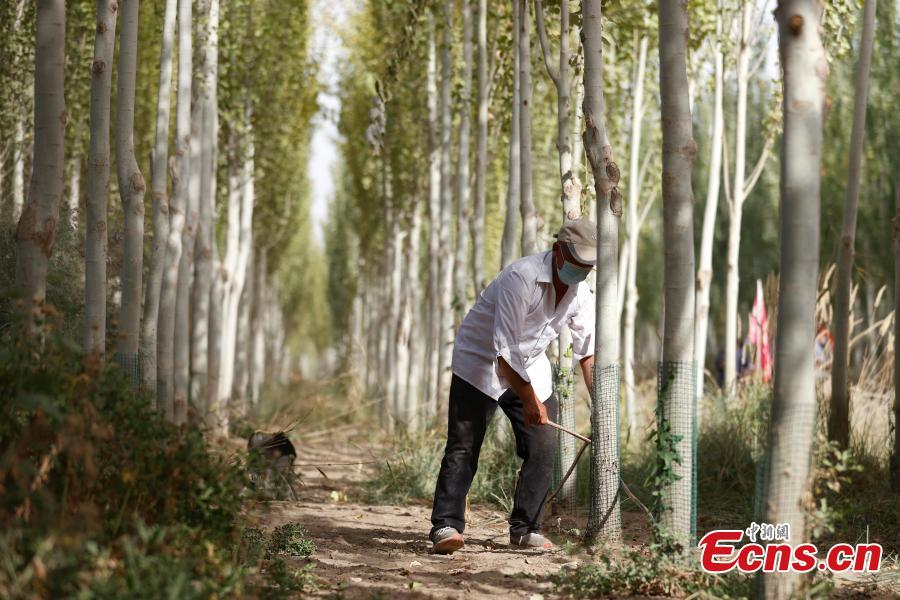 Acciones ecológicas reverdecen desiertos en Xinjiang