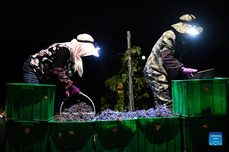 Tiempo de cosecha de uvas en Minning, Yongning, Región Autónoma de Ningxia Hui, 24 de septiembre del 2021.