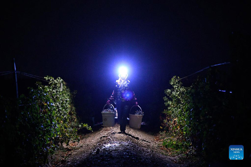 Tiempo de cosecha de uvas en Minning, Yongning, Región Autónoma de Ningxia Hui, 24 de septiembre del 2021.