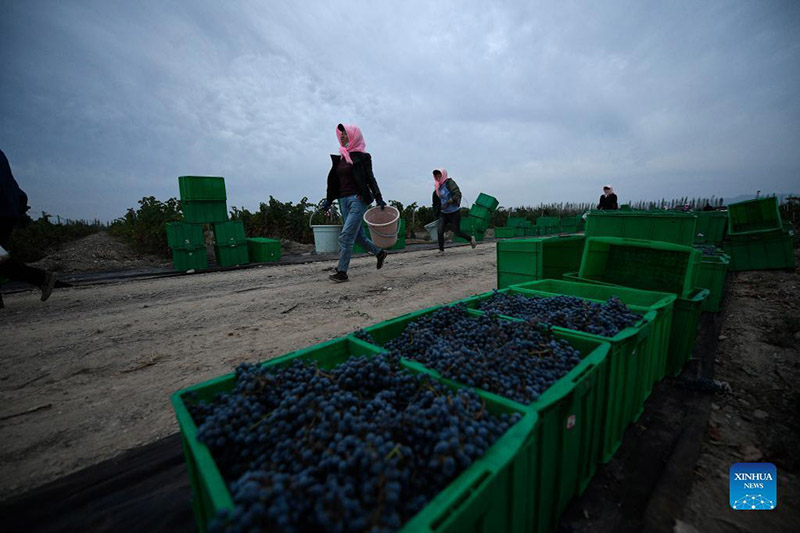 Tiempo de cosecha de uvas en Minning, Yongning, Región Autónoma de Ningxia Hui, 24 de septiembre del 2021.