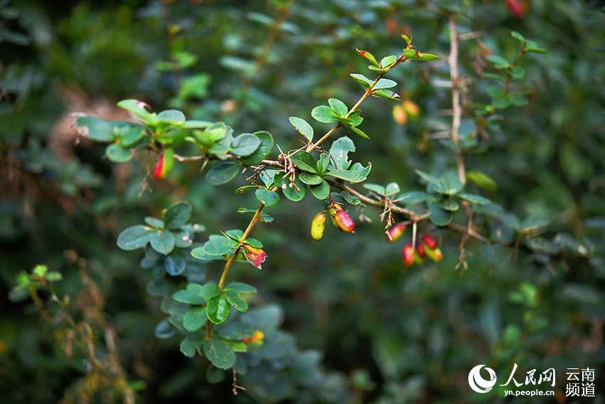 Redescubren plantas endémicas chinas en Longling, Yunnan