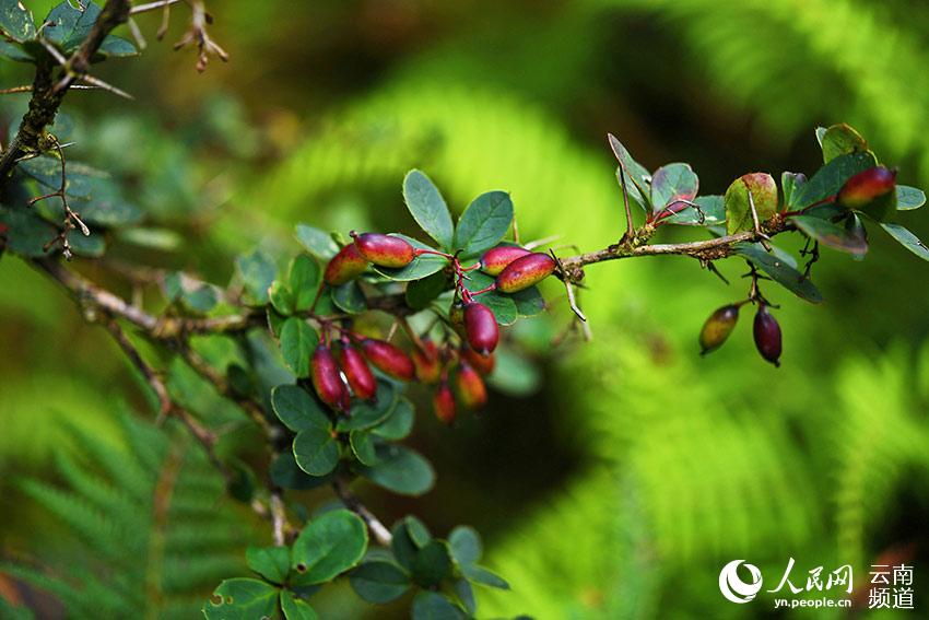 Redescubren plantas endémicas chinas en Longling, Yunnan