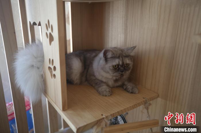 Una gata clonada en Qingdao, provincia de Shandong, está buscando una pareja potencial. [Foto / Chinanews.com]