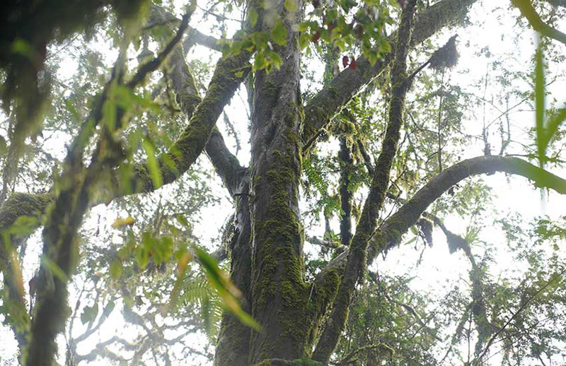 Descubren un ejemplar de Taxus chinensis con más de 500 a?os de vida en Yunnan